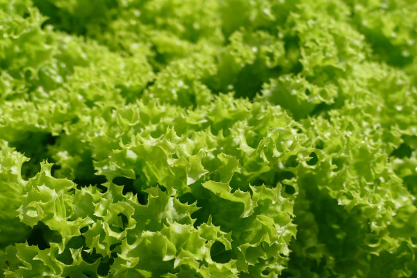 lettuce-2655054_1920