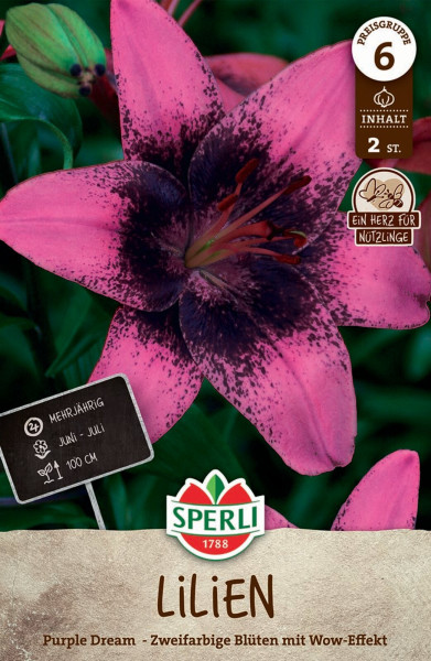 Produktbild von Sperli Lilien Purple Dream mit der Darstellung einer zweifarbigen Blüte und Informationen zu Preisgruppe Inhalt und Blütezeit