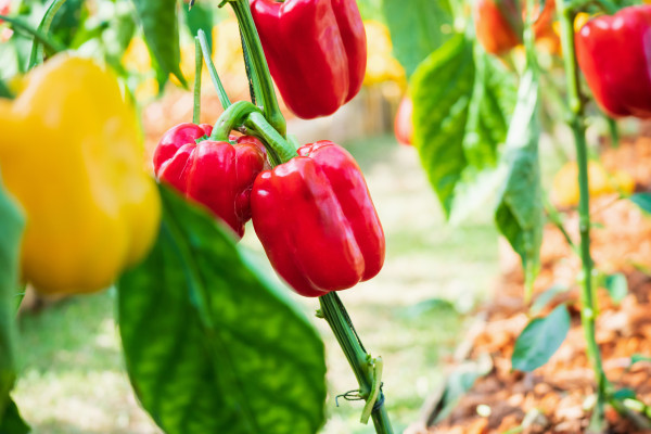 2400-red-bell-pepper-plant-growing-in-organic-garden-6