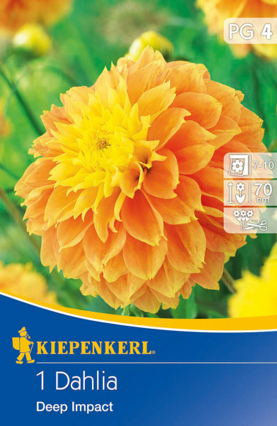 Produktbild von Kiepenkerl Gefranste Dekorative Dahlie Deep Impact mit Blütenansicht und Verpackungsinformationen in deutscher Sprache.