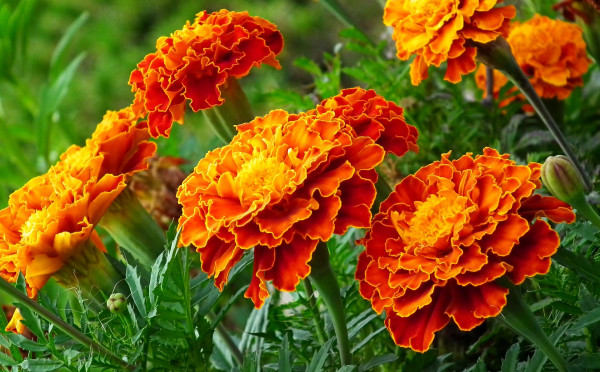 marigolds-4403956_1920