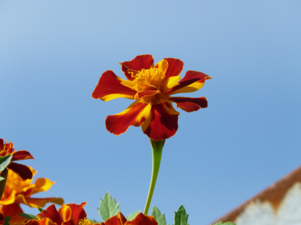 tagetes-58266_1920