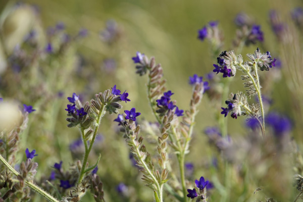 anchusa-officinalis-7372132_1920