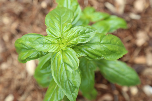 basil-2355140_1920