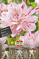Sperli Dahlie Bright Diamond