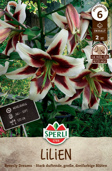 Produktbild von Sperli Baumlilie Beverly Dreams Verpackung mit Abbildung von weißen Lilien mit burgunderroten Akzenten und Informationen zu Duftstärke und Blütezeit auf Deutsch.
