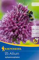 Kiepenkerl Zierlauch sphaerocephalon