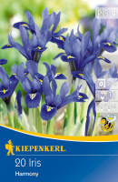 Kiepenkerl Netzblatt-Schwertlilie