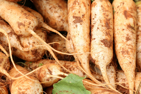 radish-4009791_1920