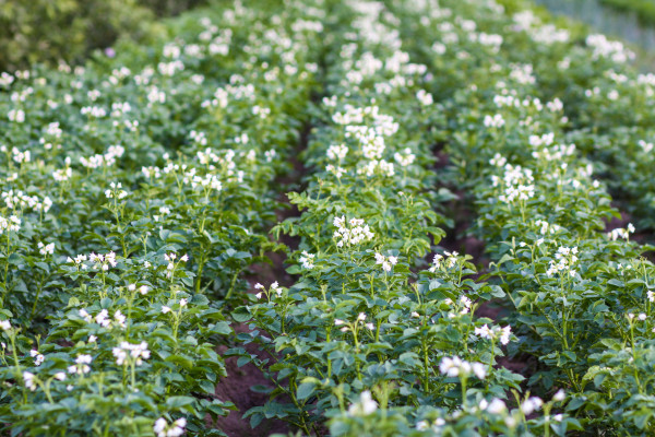 large-potatoes-flowers-blossom-on-the-farm-field-flowering-potato-plants