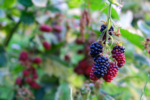 large-branches-with-blackberries-on-bush-in-garden