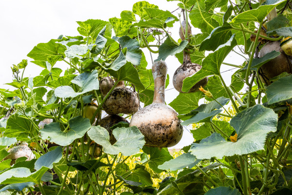 large-ripe-calabash-gourds-on-vines-in-green-garden