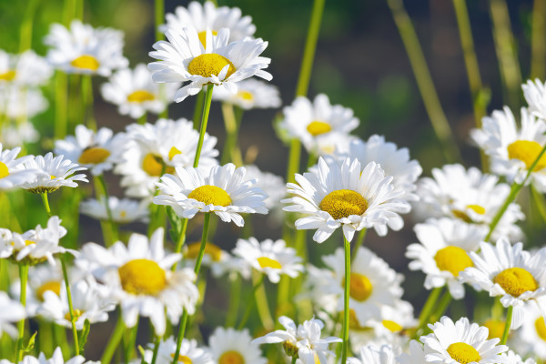 2400-wild-daisy-flowers-growing-on-meadow-white-chamomiles-on-green-grass-background