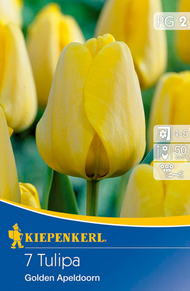 Produktbild von Kiepenkerl Darwin-Hybrid-Tulpe Golden Apeldoorn mit gelben Blüten und Verpackungsinformationen wie Pflanzhinweise und Blütezeit.
