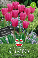 Sperli Triumph-Tulpe Don Quichotte