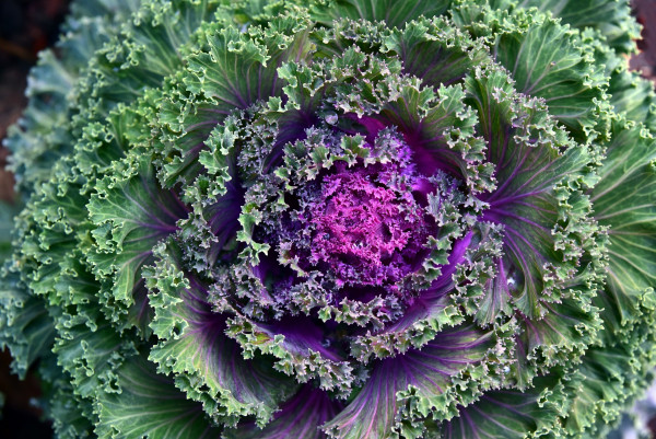 cabbage-3757645_1920