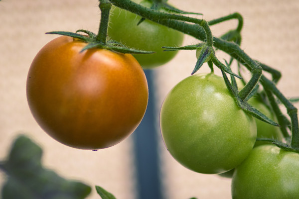 tomatoes-6494711_1920