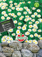 Sperli Wiesengänseblümchen SPERLI's Tausendschön