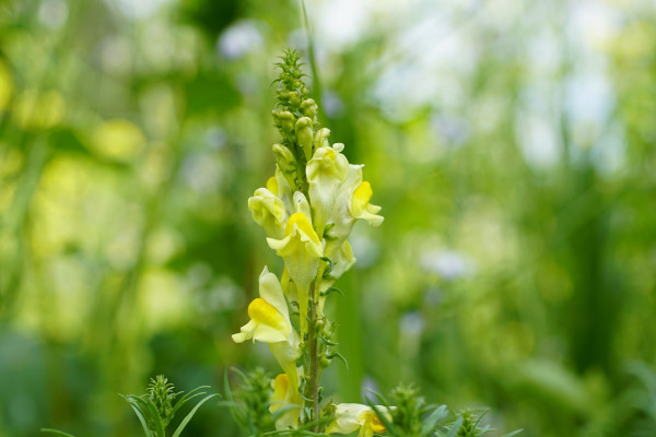 linaria-6467840_1280