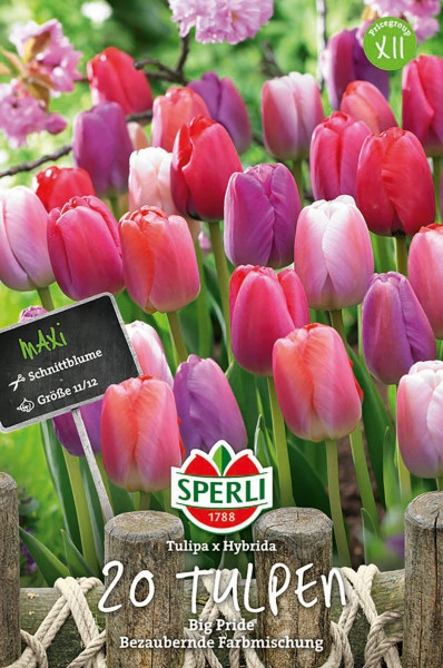 Produktbild von Sperli Maxi Tulpen Big Pride Mischung mit einer Auswahl an Tulpen in verschiedenen Farben und Größeninformation auf einem Schild sowie Markenlogo und Produktbezeichnung.