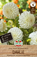 Sperli Dahlie Boom Boom White