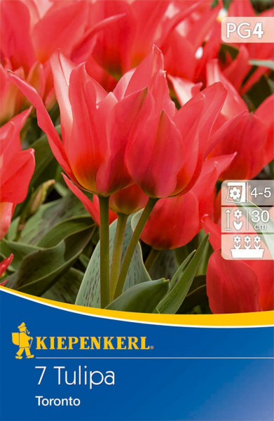 Produktbild von Kiepenkerl Greigii-Tulpe Toronto mit roten Blüten und Pflegehinweisen auf der Verpackung.