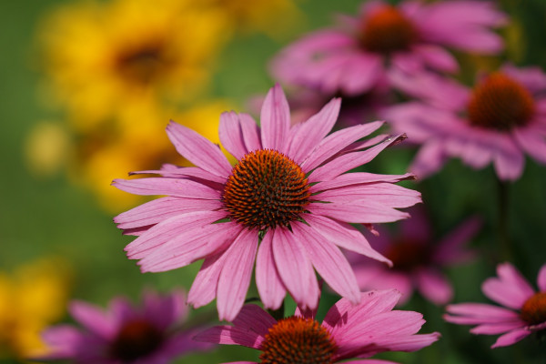 coneflowers-6503097_1920