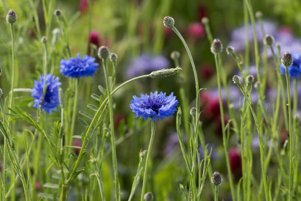 cornflower-3542066_1280P5NgqsKp574OX