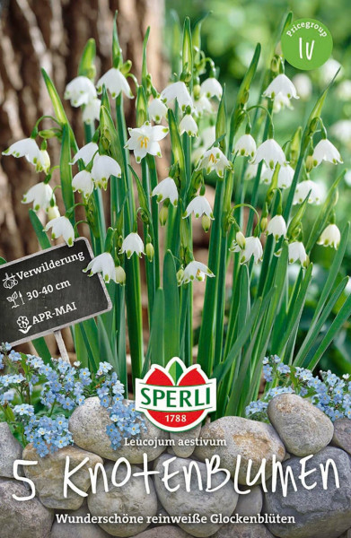 Produktbild von Sperli Knotenblume mit der Darstellung der Pflanze und ihrer weißen Blüten Informationen zur Vermehrung und Blütezeit sowie dem Sperli Logo.