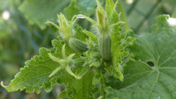 cucumbers-3535428_1920