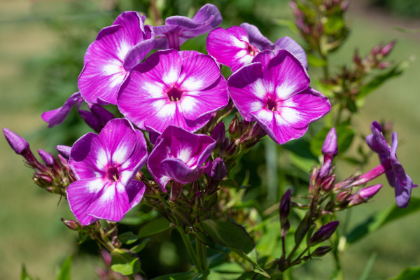 2400-garden-phlox-phlox-paniculata-1