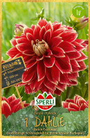 Sperli Dahlie Dutch Carnaval