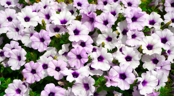 petunias-4472078_1920