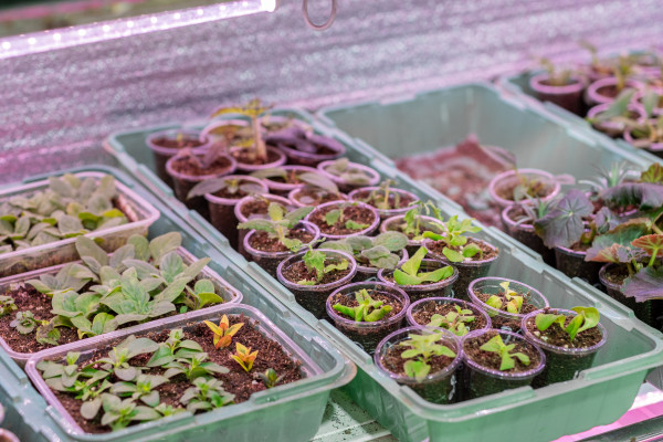 large-growing-flower-seedlings-indoors-under-full-spectrum-led-lighting