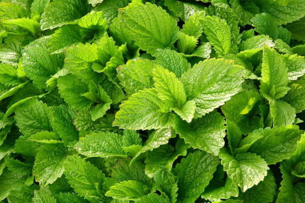 lemon-balm-2370812_1280