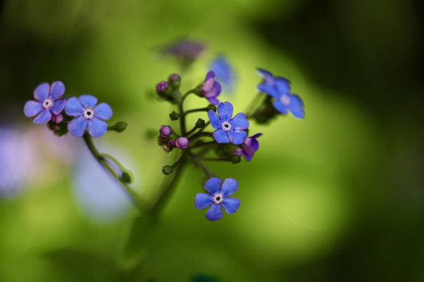 forget-me-not-7174573_1920