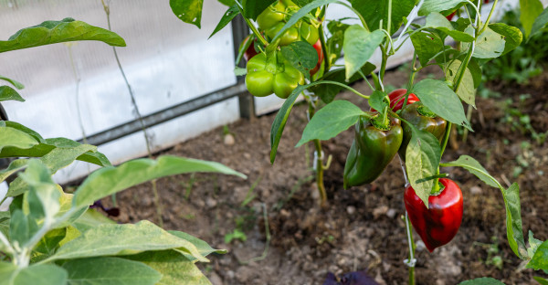 2400-big-ripe-sweet-bell-peppers-vegetables-paprika-plants-growing-in-glass-greenhouse-bio-farming
