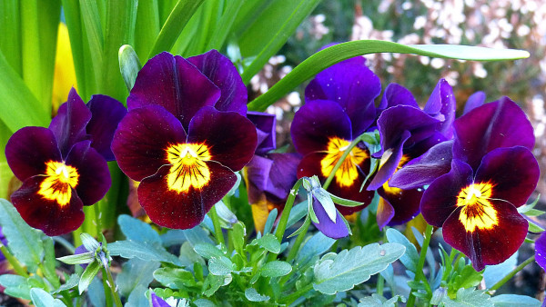 pansy-1344366_1920