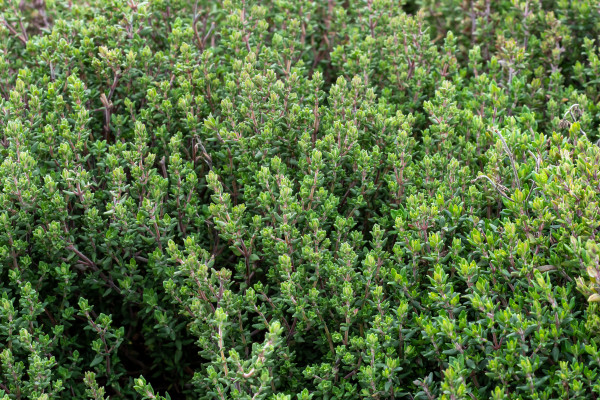 2400-twigs-of-fresh-thyme-thymus-vulgaris