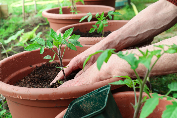 large-a-man-plants-young-green-tomato-sprouts-into-the-pots