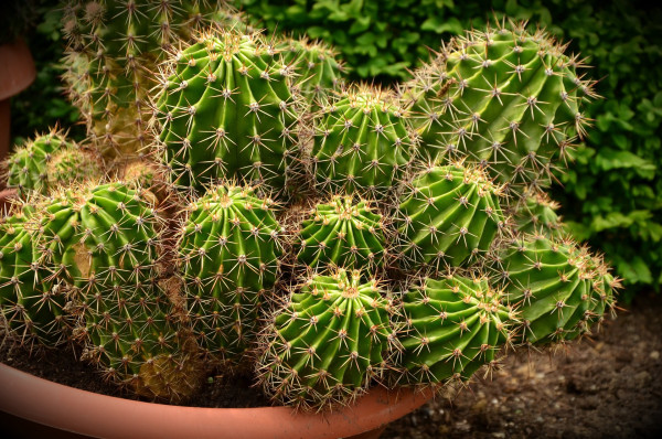 cactus-1450324_1920