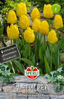 Sperli Triumph-Tulpe Kikomachi