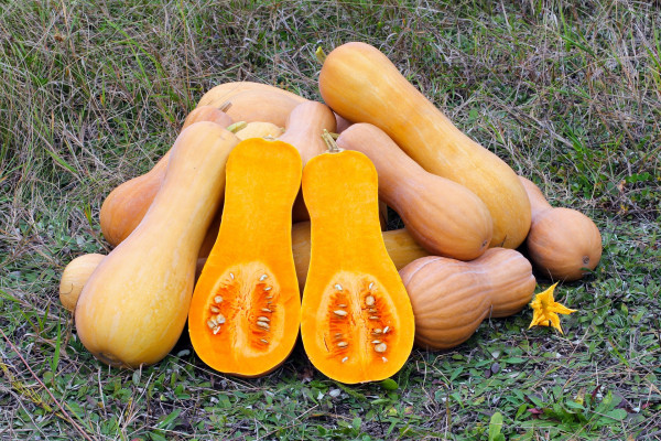 butternut-squash-109131_1920