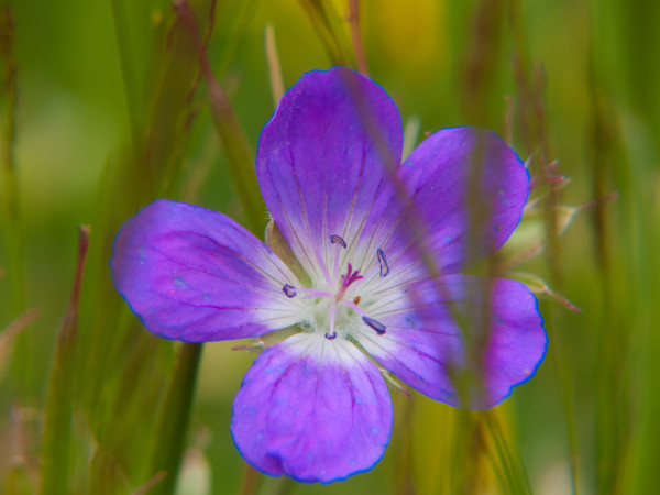 2400-a-purple-flower-in-the-grass