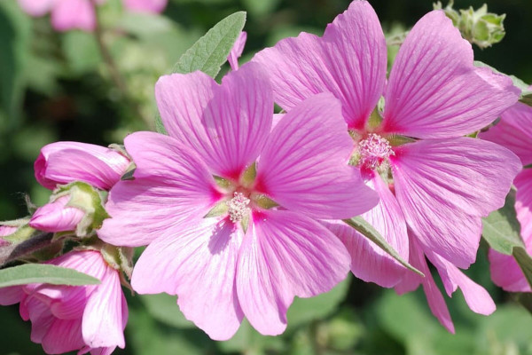 2400-light-purple-hollyhock-flower-buds