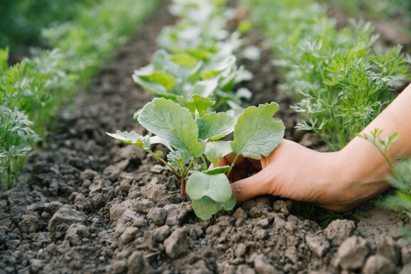 large-working-in-the-organic-vegetable-garden-taking-care-of-young-seedlings-and-transplanting-young-plants-into-the-garden-soil