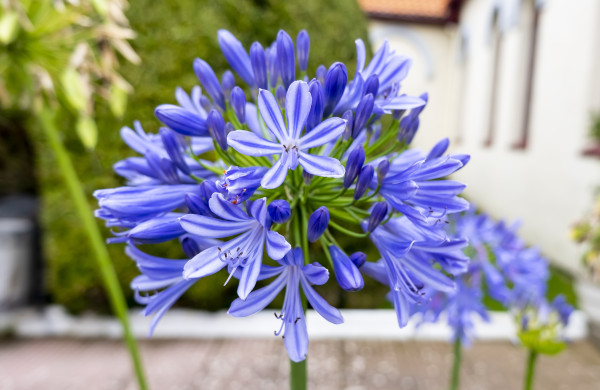 2400-flowers-in-an-old-cemetery