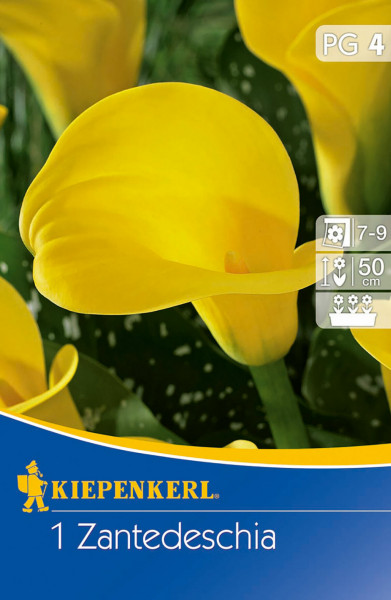 Produktbild von Kiepenkerl Calla Gelb mit Nahaufnahmen der leuchtend gelben Blüten und Verpackungsinformationen zur Pflanzenart und Wuchshöhe.
