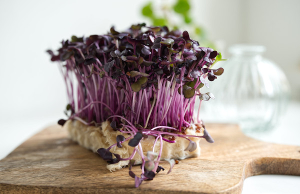 cress-5210671_1920-2