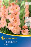 Kiepenkerl Großblumige Gladiole Praha